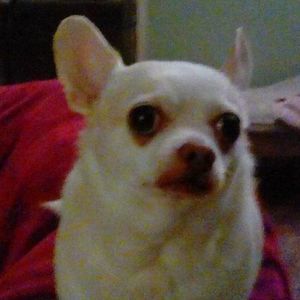 Meet your Posher, Joni